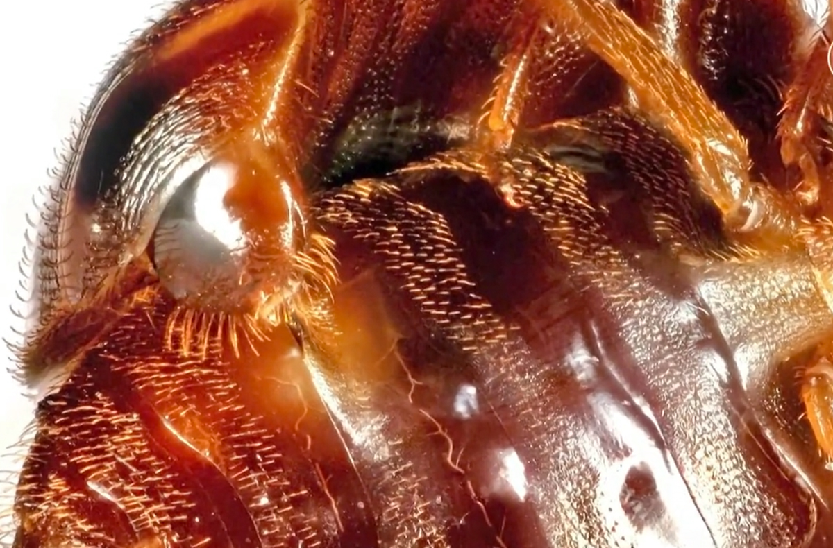 High resolution photo of bed bug insemination. 
