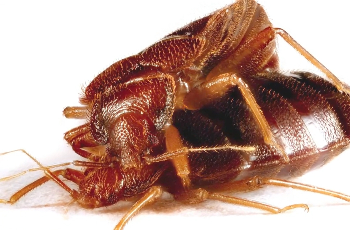 Bed Bugs Mating Through Traumatic Insemination.