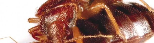 Bed Bug Mating