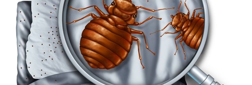 How to Detect Bed Bugs Like a Pro